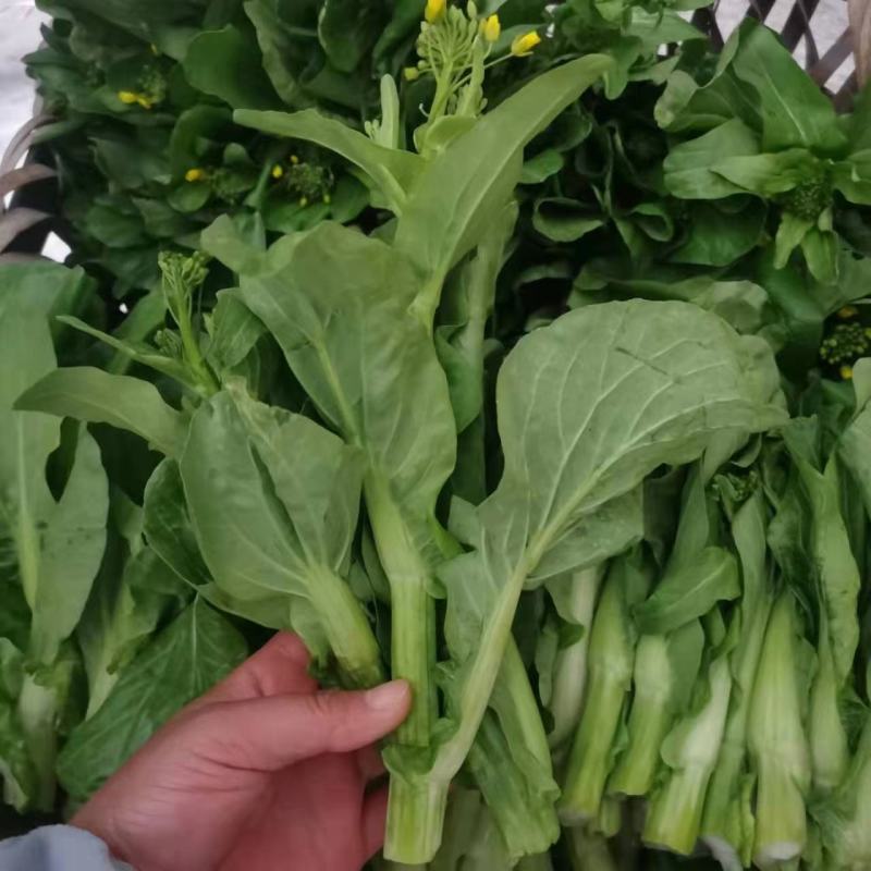 白菜苔全新上市新鲜，有需要的老板欢迎定购