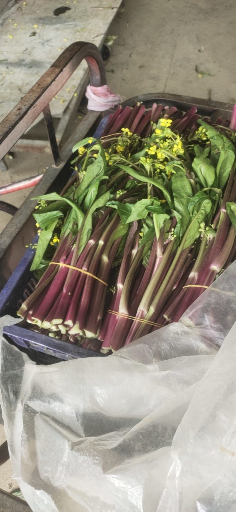 红菜苔，湖北优质精品红菜苔量大价格优惠大量上市