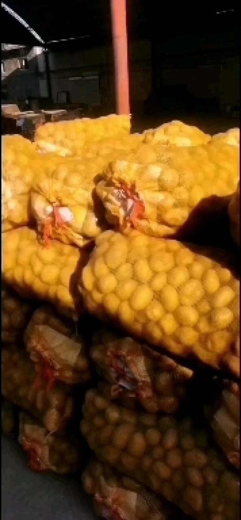 二十大会结束了，为民业精神，大量发展农业，土豆种子，黄心