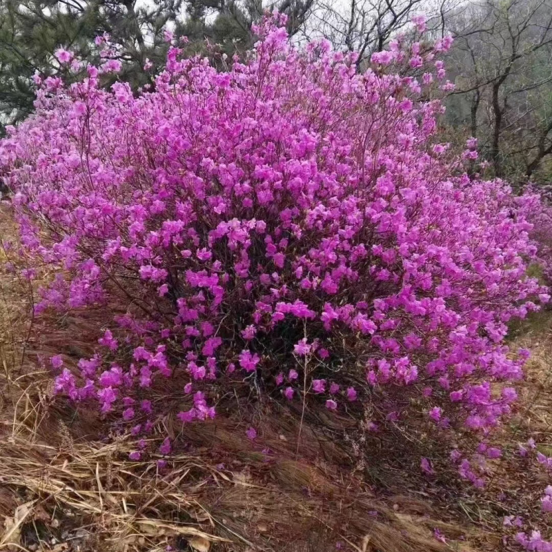 干支杜鹃各种干支花束质量保证产地直发