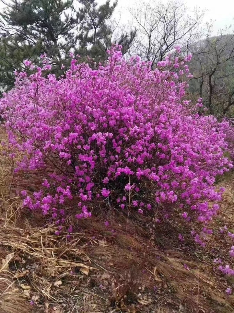 干支杜鹃各种干支花束质量保证产地直发