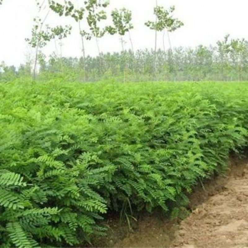 紫穗槐种子护坡工程灌木种子多年生棉槐穗花槐紫翠槐板条蜜源