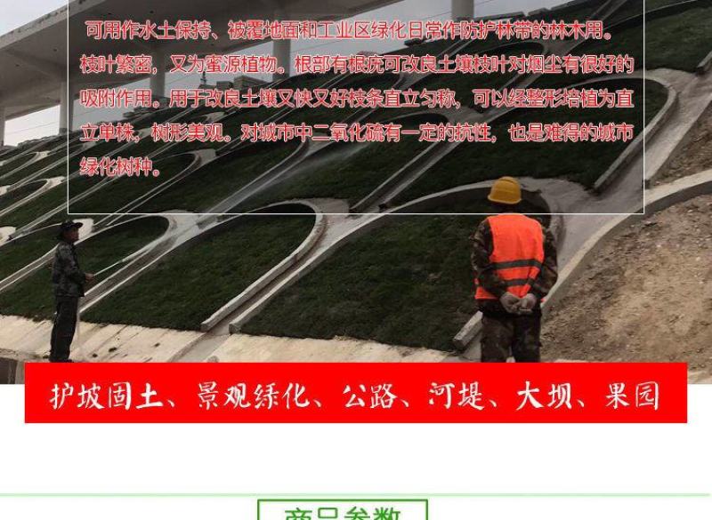 紫穗槐种子护坡工程灌木种子多年生棉槐穗花槐紫翠槐板条蜜源
