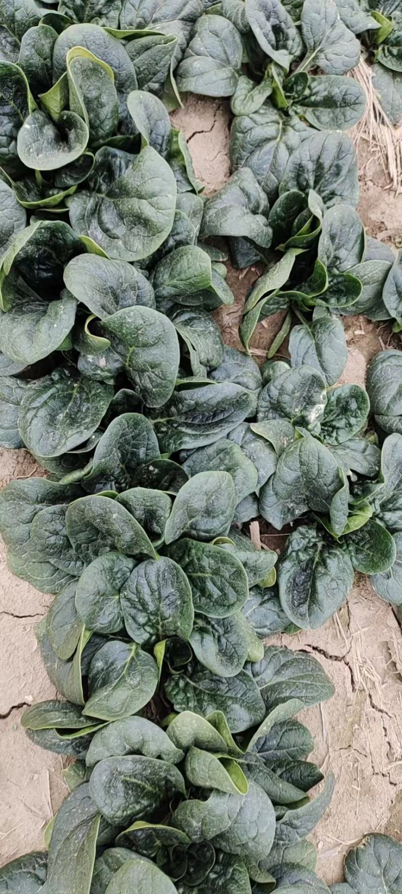 地趴菠菜散装精品菠菜代发全国支持各种包装电商