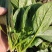 大叶菠菜15公分左右，小棵菠菜马上上市支持各种包装包邮