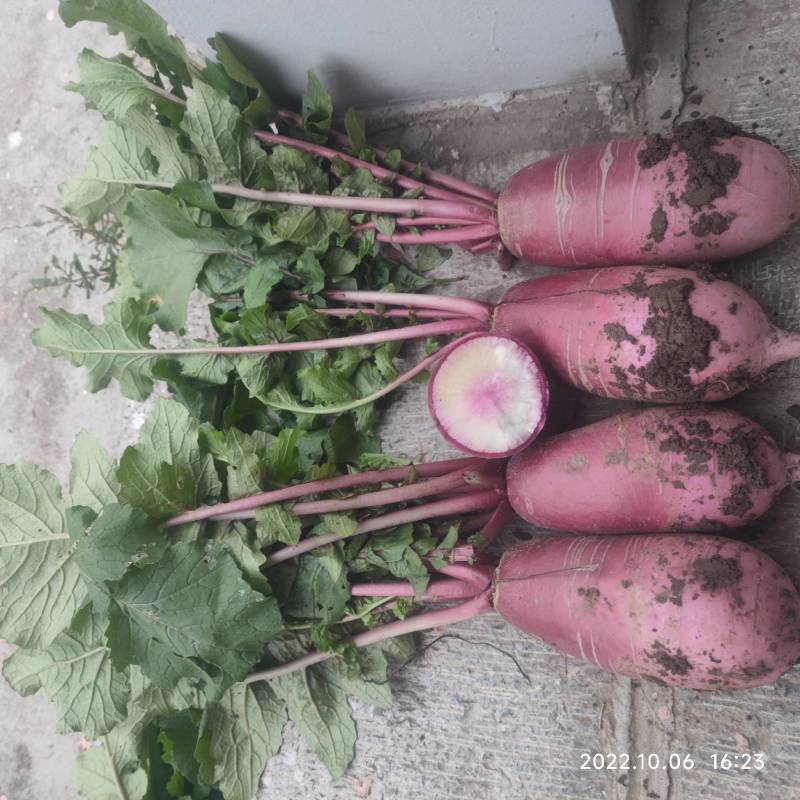 冰激凌水果萝卜，外皮紫红色肉质非常细腻，口感甜，无辣味！