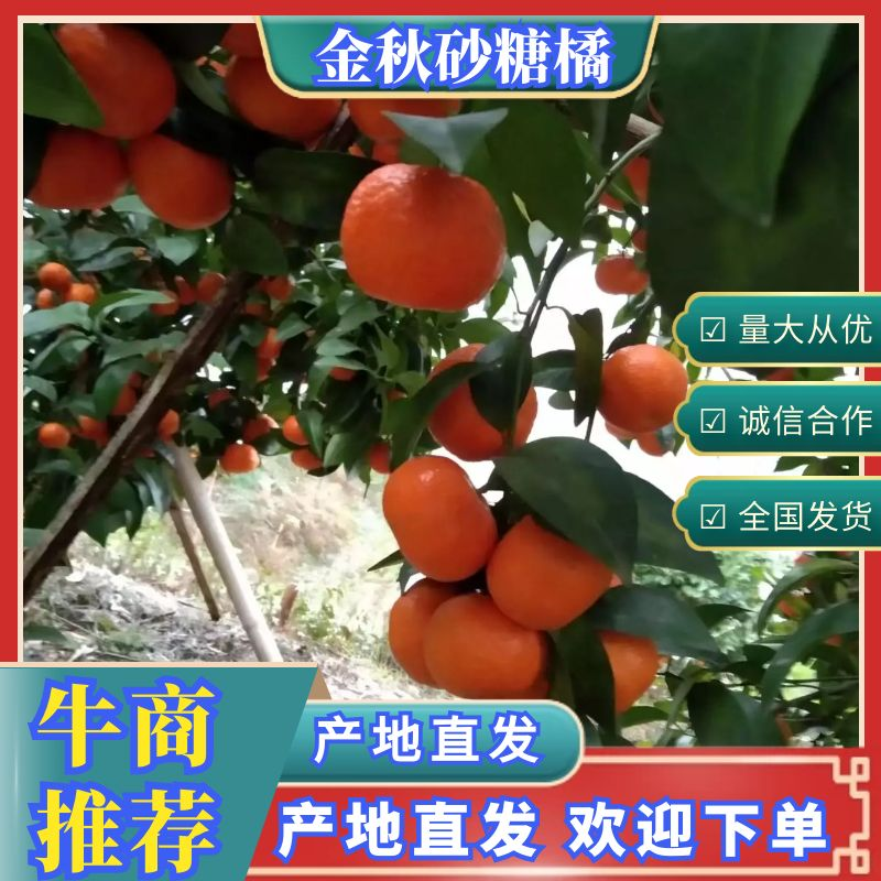 金秋砂糖橘大量上市产地一手货源欢迎来电咨询，预定中…