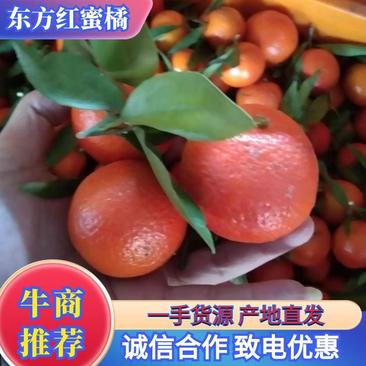 东方红蜜橘大量供应，品质好欢迎来电咨询