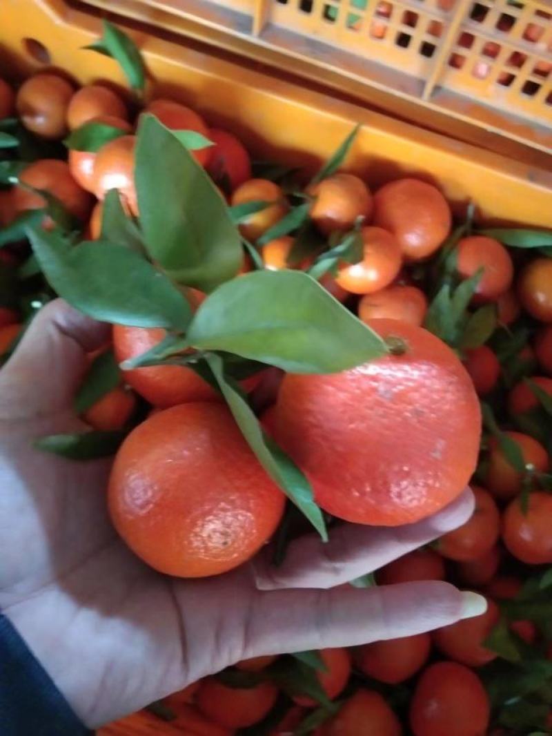 东方红橘大量供应，品质好欢迎来电咨询