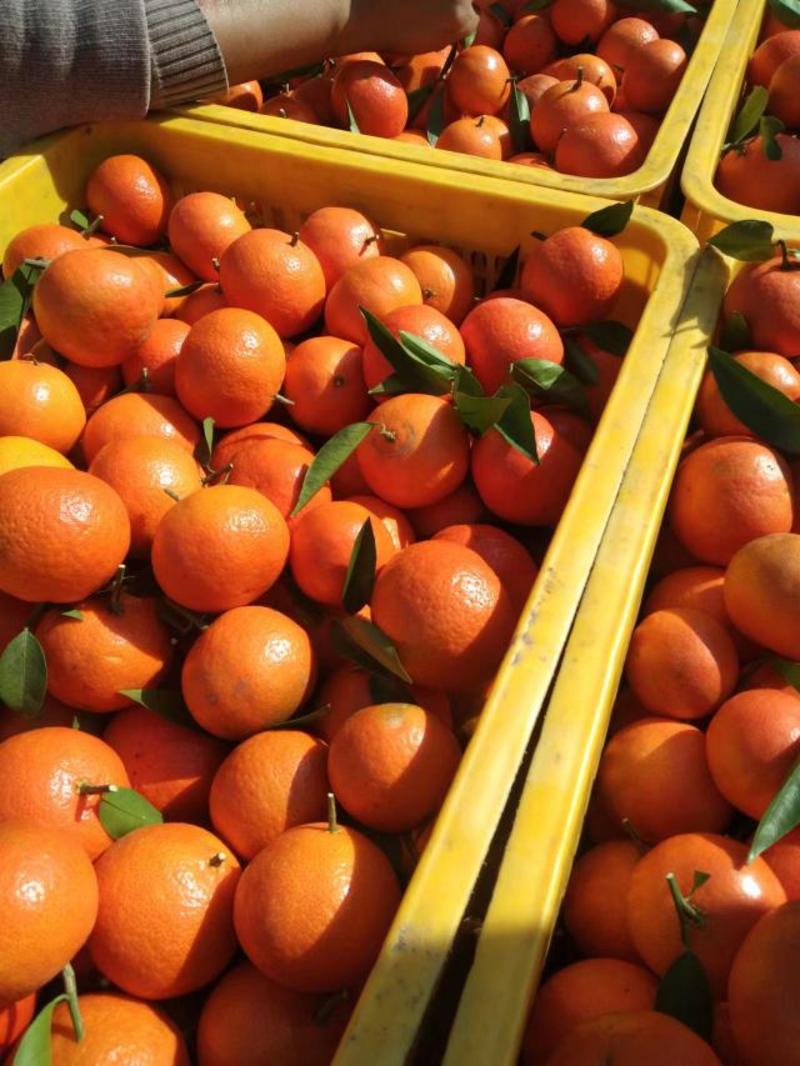 东方红蜜橘大量供应，品质好欢迎来电咨询