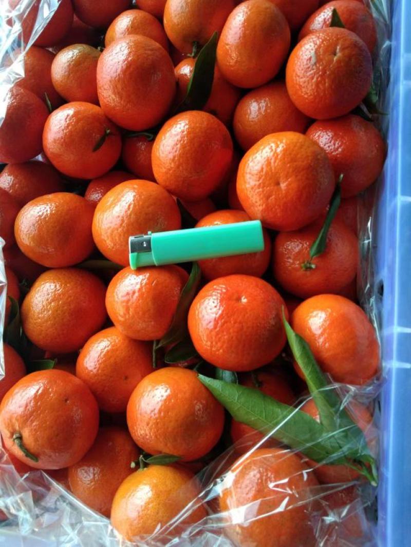 东方红橘大量供应，品质好欢迎来电咨询