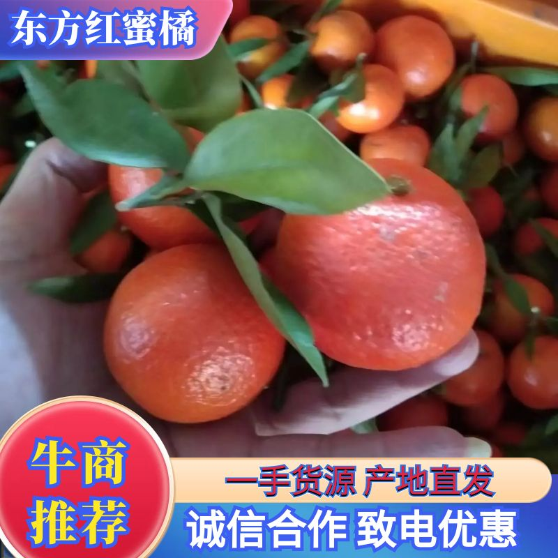 东方红橘大量供应，品质好欢迎来电咨询