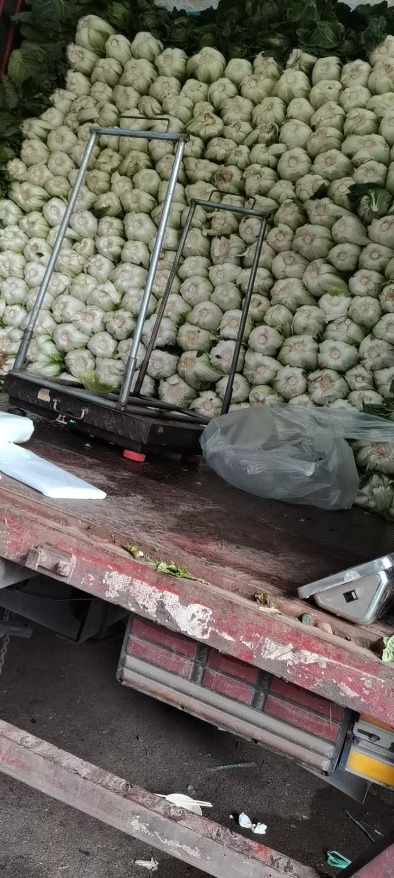 贵州省毕节市威宁县白菜销售