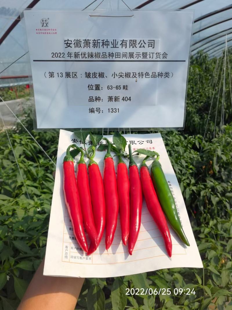 基地专用美人辣萧新404美人椒种子大果型辣味浓香青红椒