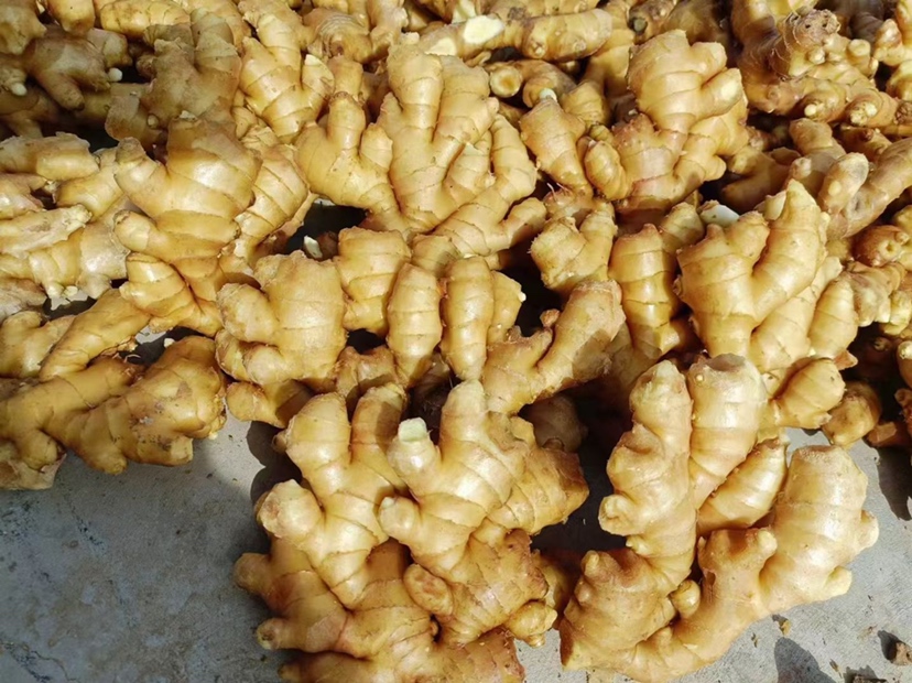 优质大黄姜外观展示