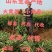 山东大黄姜产地基地直发品质优价格好对接全国市场