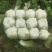 黄心大白菜矮颗，精品好货四到六斤，欢迎各地老板前来选购…