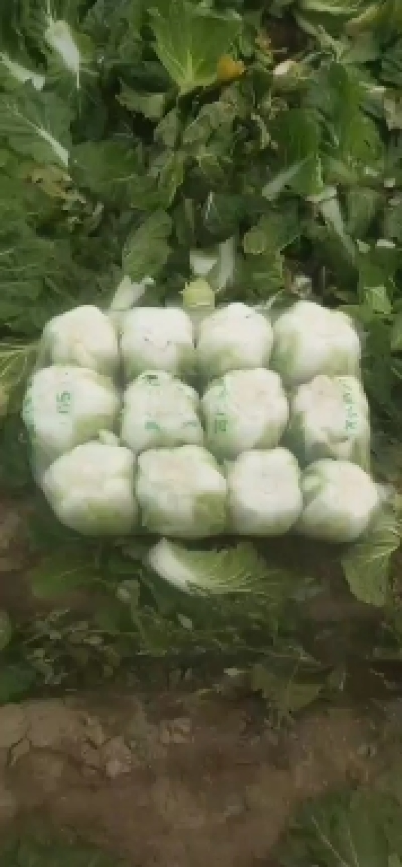 黄心大白菜矮颗，精品好货四到六斤，欢迎各地老板前来选购…