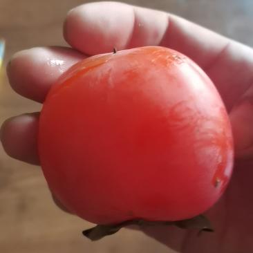 大红袍柿子