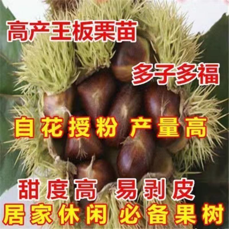 建瓯锥栗苗板栗树苗圆尖栗子苗油锥栗子苗树盆栽地栽当年结果