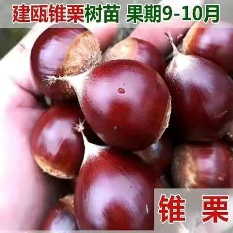 建瓯锥栗苗板栗树苗圆尖栗子苗油锥栗子苗树盆栽地栽当年结果
