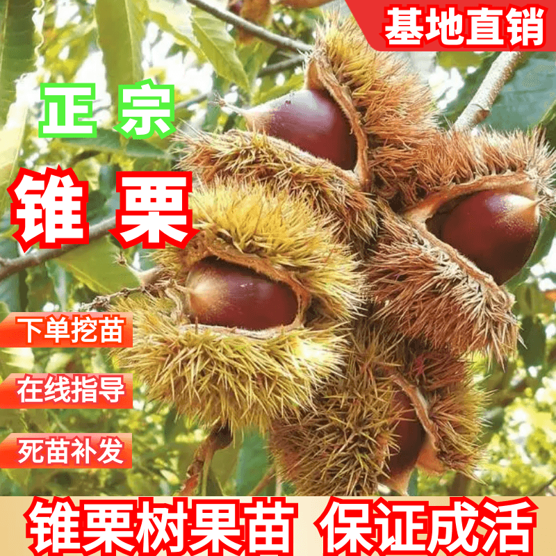 建瓯锥栗苗板栗树苗圆尖栗子苗油锥栗子苗树盆栽地栽当年结果