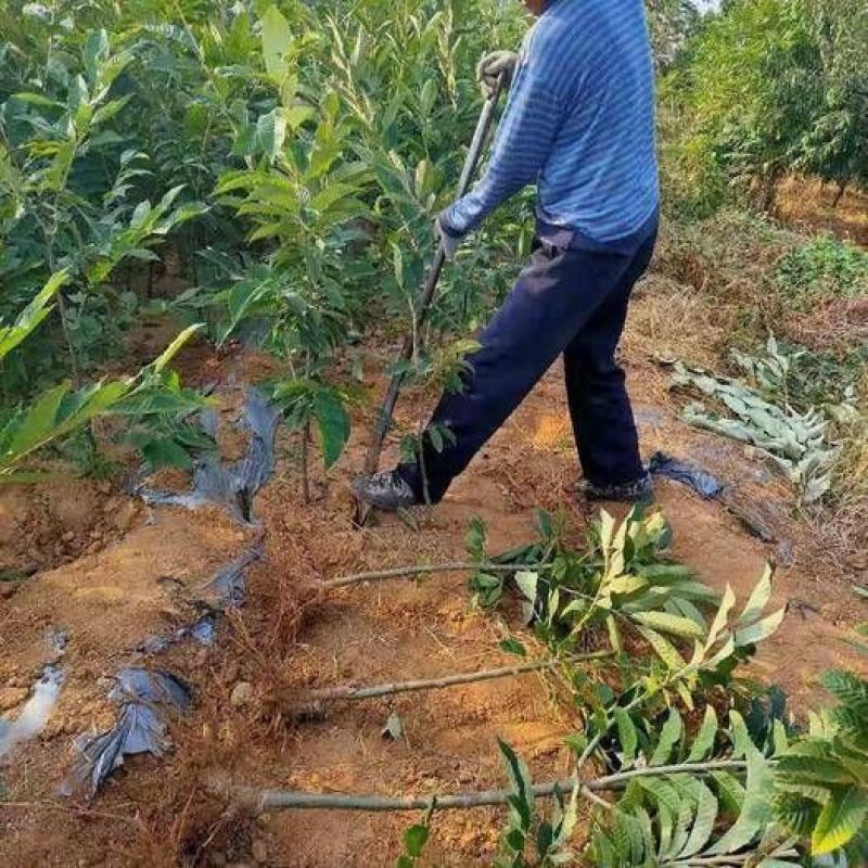 建瓯锥栗苗板栗树苗圆尖栗子苗油锥栗子苗树盆栽地栽当年结果