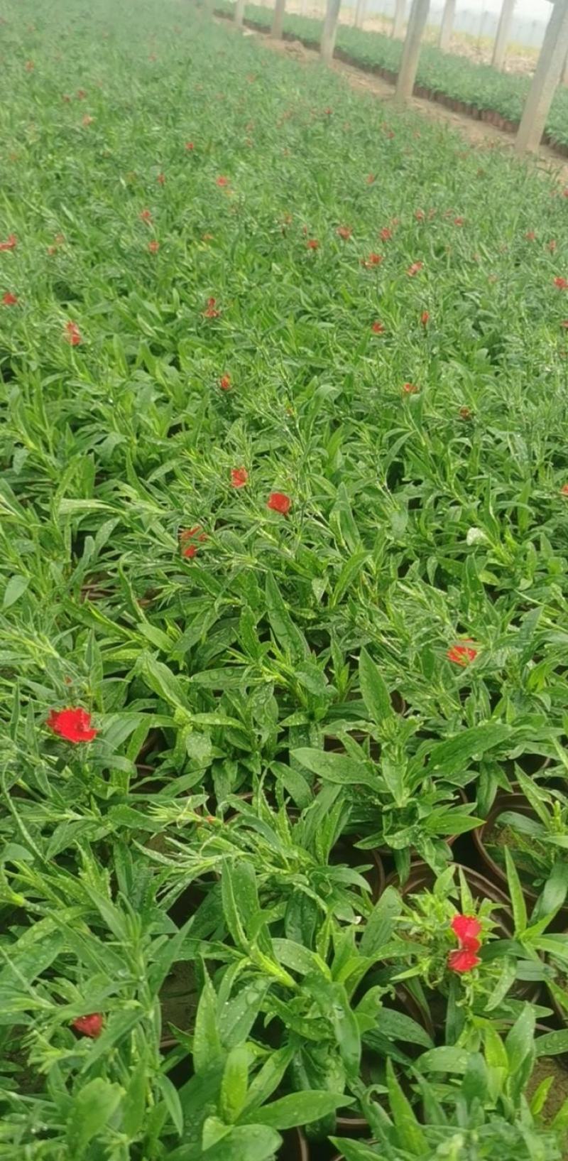 美国石竹，大花石竹，杂交石竹，苗圃直供货源