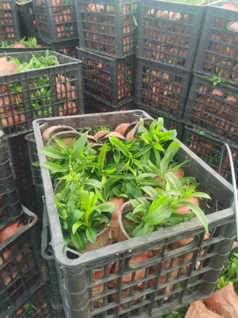 美国石竹，大花石竹，杂交石竹，苗圃直供货源