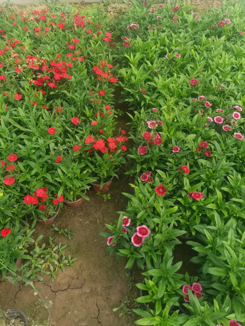 美国石竹，大花石竹，杂交石竹，苗圃直供货源