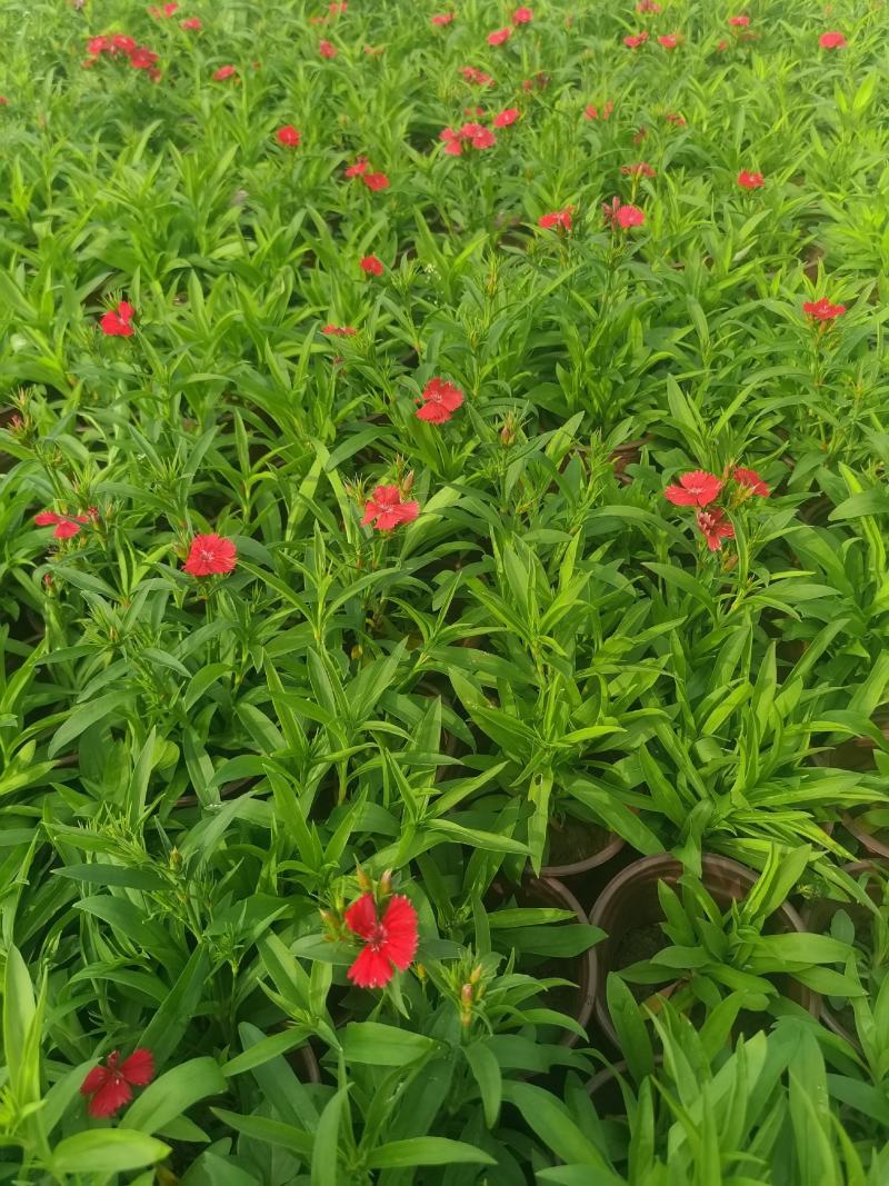 美国石竹，大花石竹，杂交石竹，苗圃直供货源