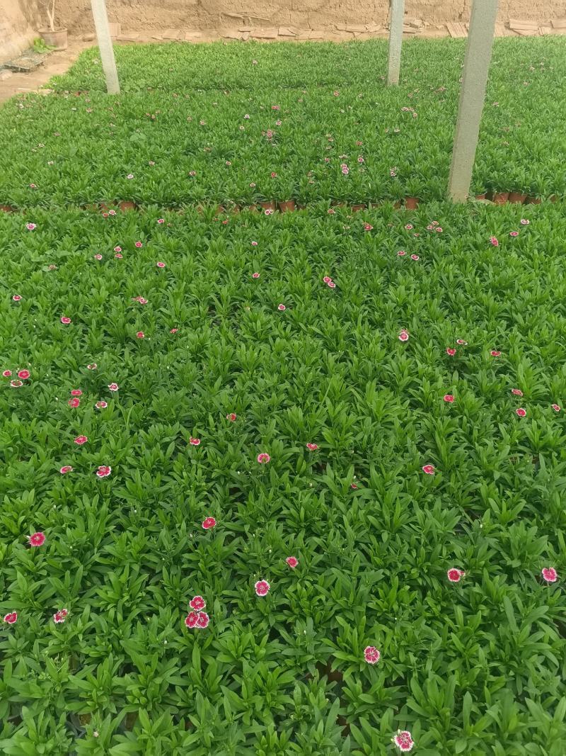 美国石竹，大花石竹，杂交石竹，苗圃直供货源