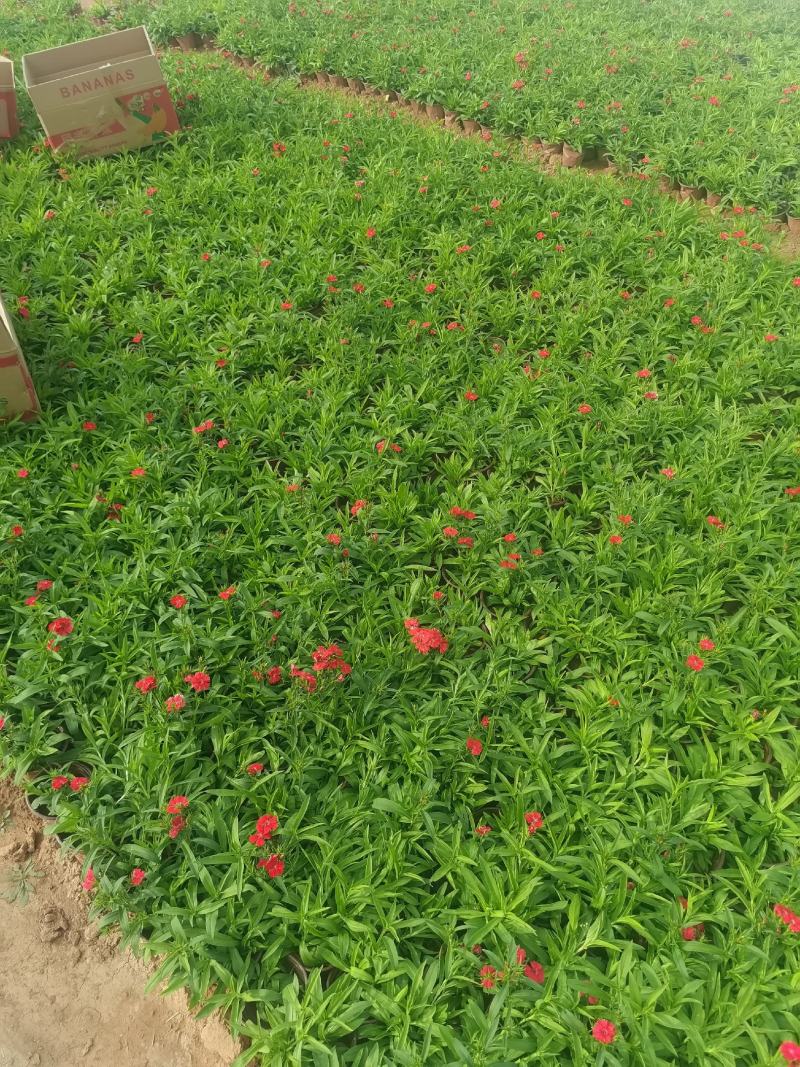 美国石竹，大花石竹，杂交石竹，苗圃直供货源