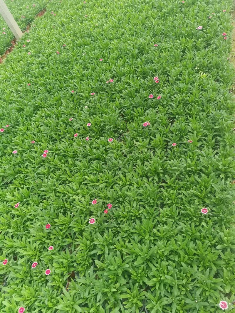 美国石竹，大花石竹，杂交石竹，苗圃直供货源