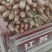 西华县精品红萝卜大量批发。已上市小燕顶红萝卜。