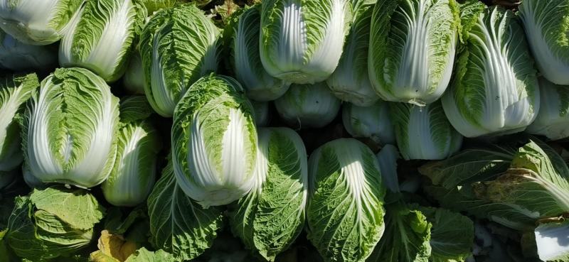 山西忻州自己种的无公害黄心大白菜大量上市