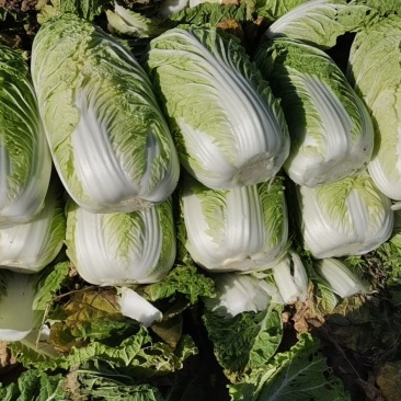 山西忻州自己种的无公害黄心大白菜大量上市