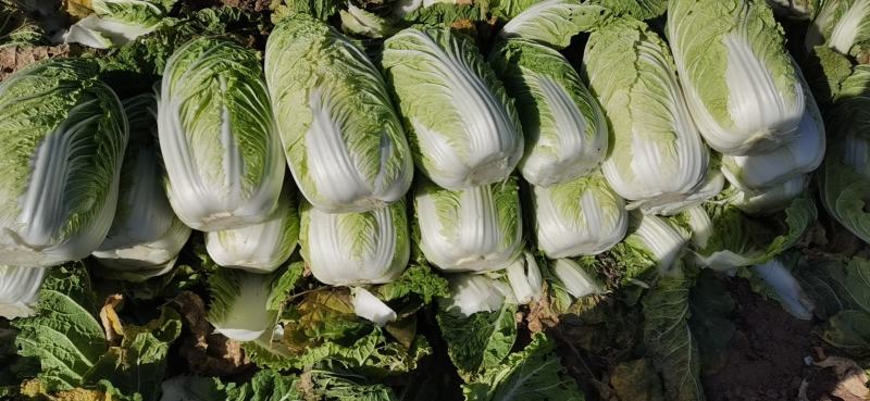 山西忻州自己种的无公害黄心大白菜大量上市