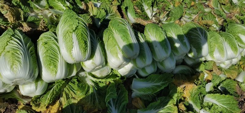 山西忻州自己种的无公害黄心大白菜大量上市