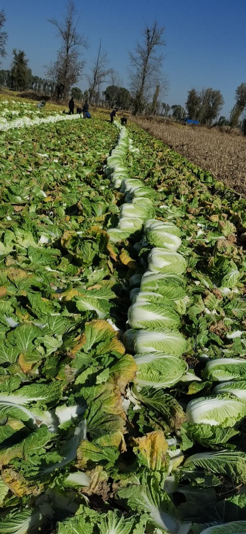 山西忻州自己种的无公害黄心大白菜大量上市