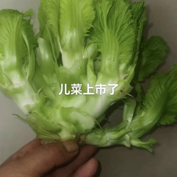 儿菜