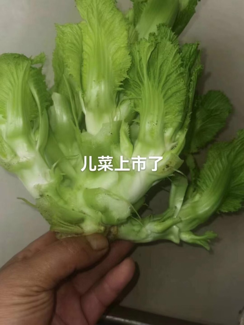 儿菜