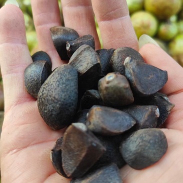 两万亩油茶果岑软2/3号果，有油茶果，有干籽，欢迎实地
