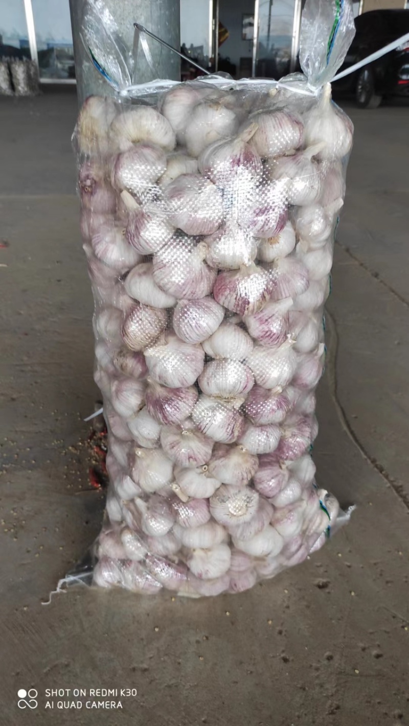 金乡大蒜紫皮大蒜一手货源，常年代收代存，按需包装