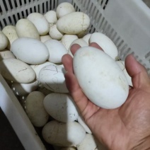 鹅蛋，