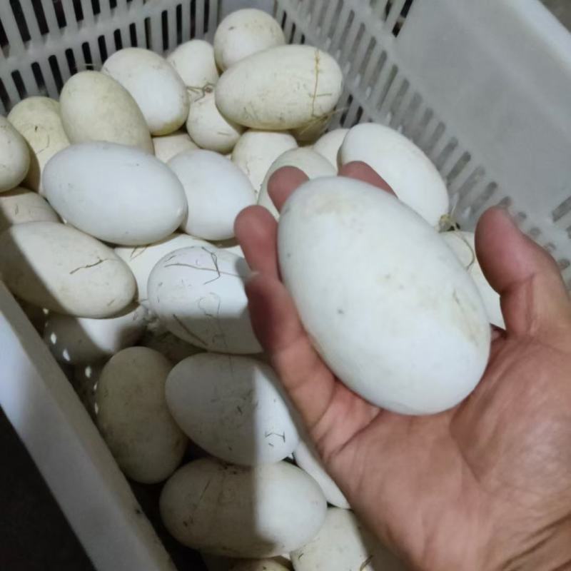 鹅蛋，