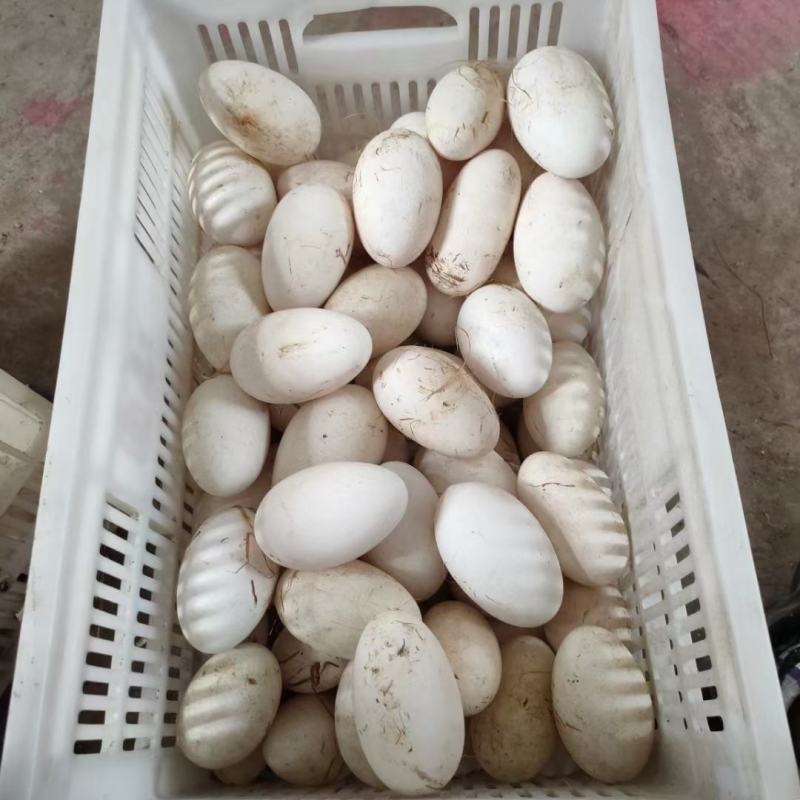 鹅蛋，
