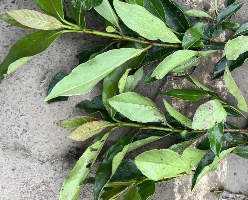 法国冬青小杯苗