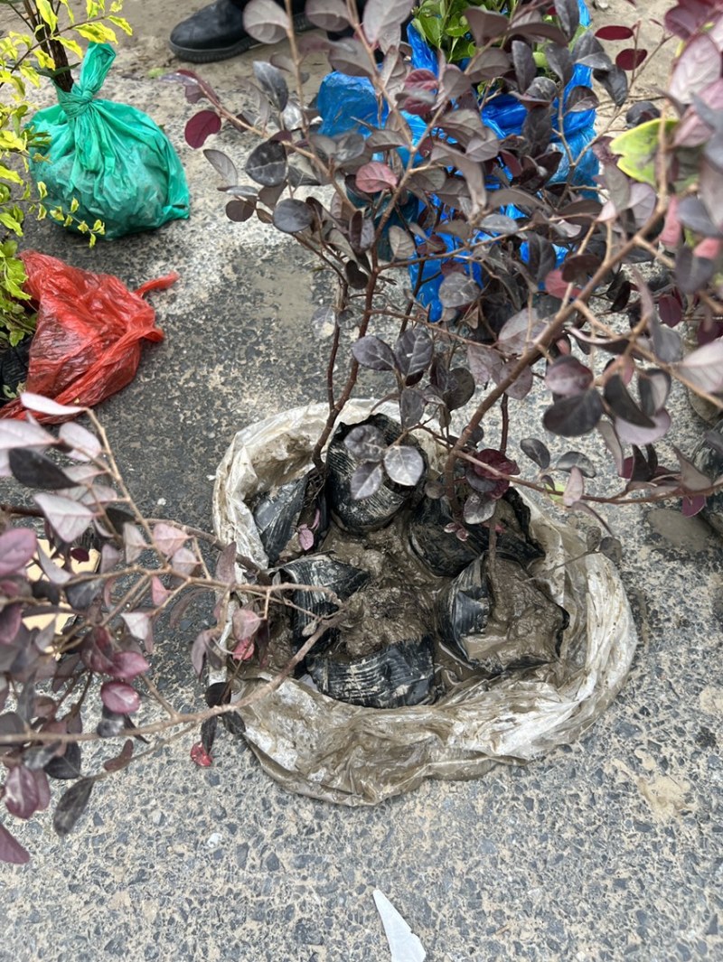 红花继木小杯苗
