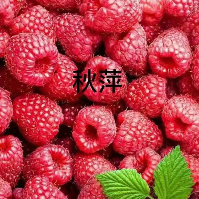 红树莓冻果浆果基地直发一手货源充足量大私聊